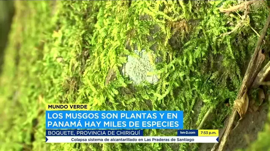 Mundo Verde: Los musgos