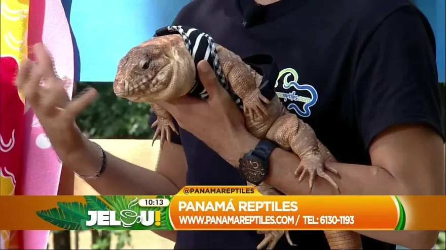 Panamá reptiles, animales exóticos