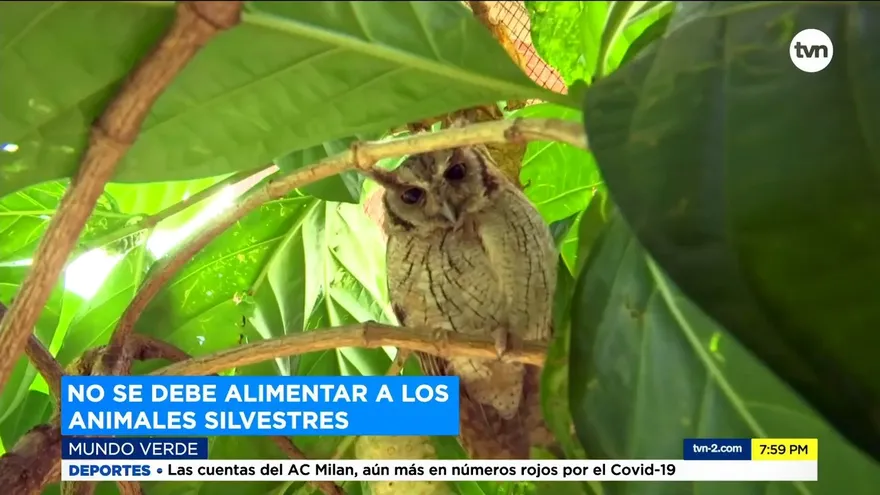 Mundo Verde: Efectos negativos de alimentar animales silvestres