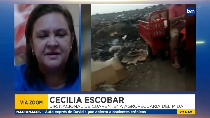 Explican detalles sobre la alerta por peste porcina