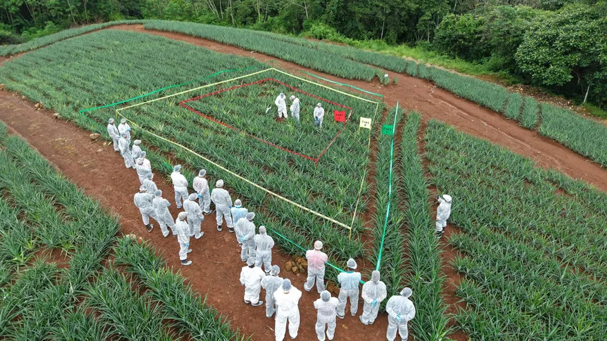 Productores y estudiantes formaron parte de la capacitación temprana para el manejo preventivo de enfermedades en los cultivos de piña.