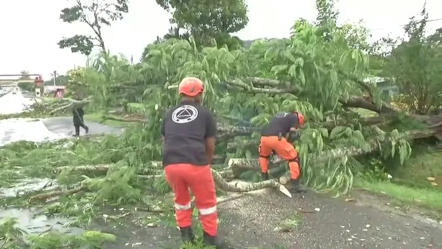 Árboles caídos crean pánico en Panamá Oeste