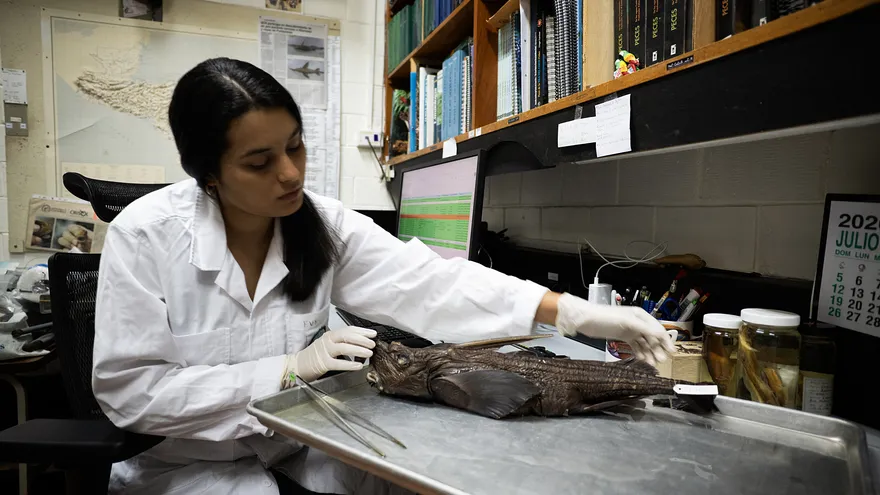 New ghost shark species discovered in Costa Rica