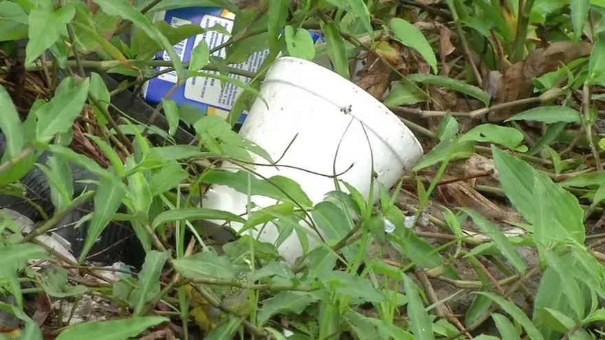 Lluvias son un aliado peligroso del Aedes aegypti