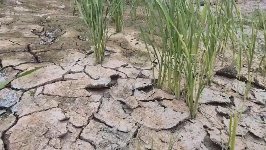 Panama Rice Farmers Request Emergency Declaration Amid Severe El Niño Drought