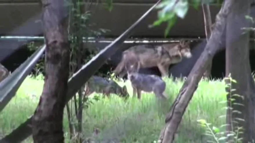 Zoológico acoge siete crías del amenazado lobo mexicano