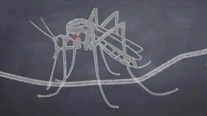 Reiteran llamado a residentes de San Miguelito para que eliminen criaderos de mosquito