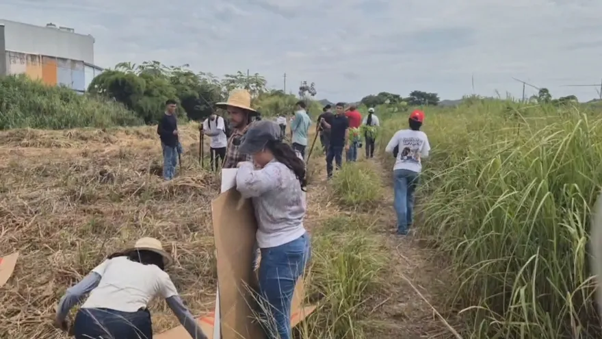 Estudiantes del Instituto Urracá siembran 300 árboles en jornada de reforestación