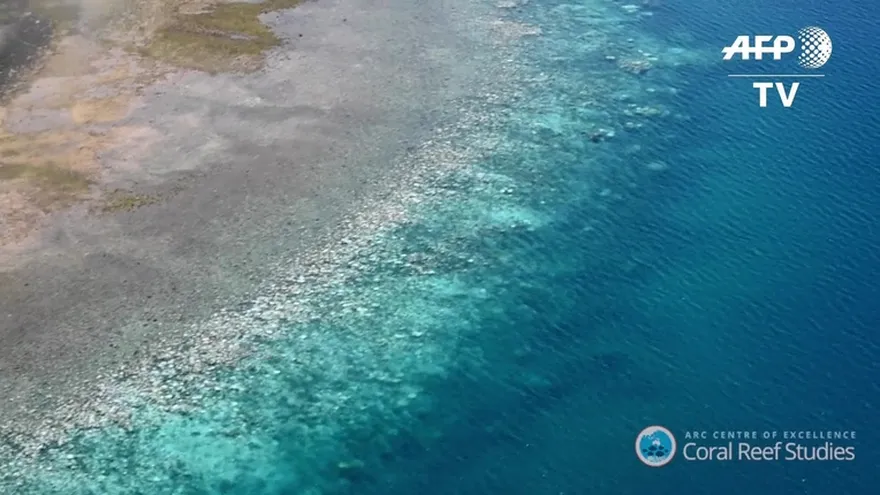 Un tercio de coral muerto o muriendo en partes de Gran Barrera