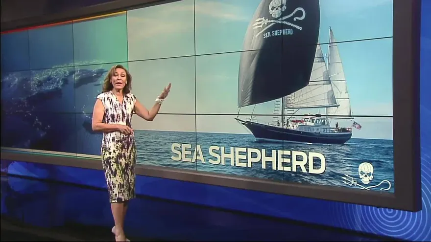 ¿Cómo trabaja Sea Shepherd?