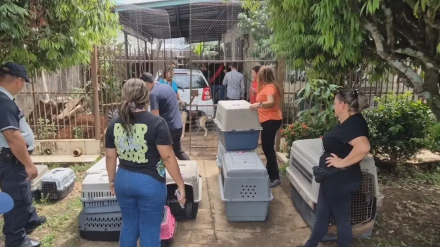 Rescatan cerca de 100 animales en vivienda en malas condiciones en David