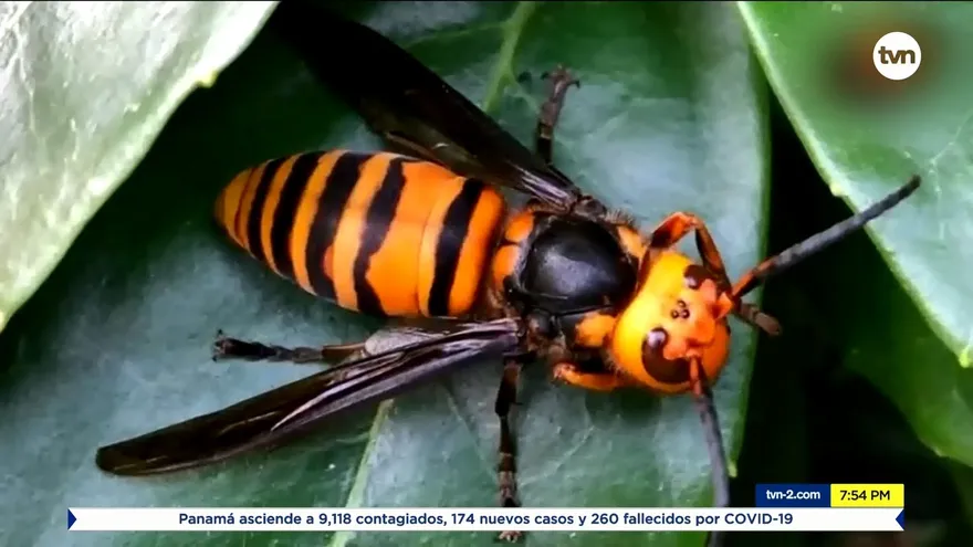 Avispa asesina no ha llegado a Panamá
