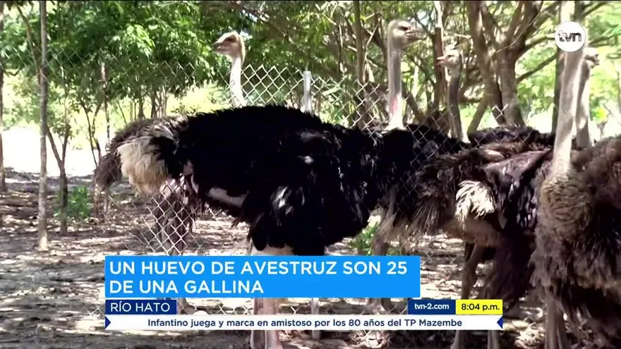 El criadero de avestruces en Panamá