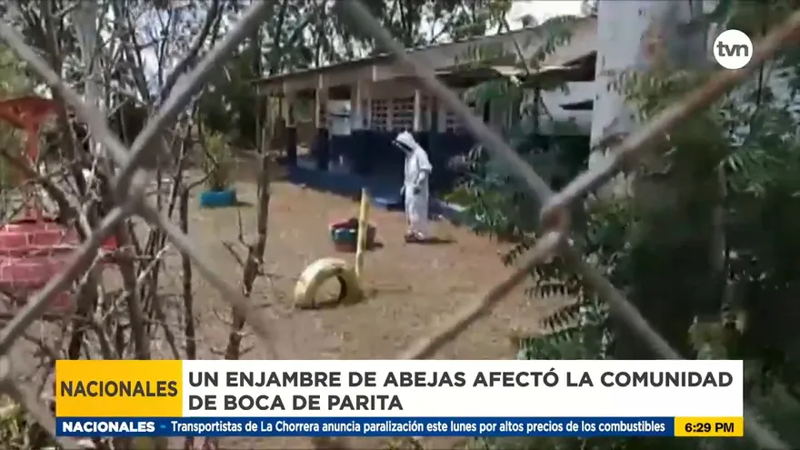 Un enjambre de abejas afectó a una comunidad en Azuero