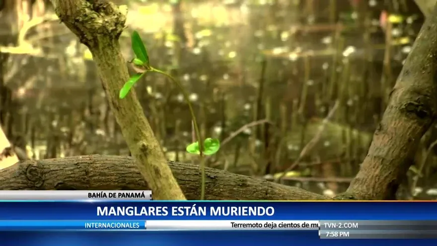 Científicos investigan qué pasa con los manglares de la Bahía de Panamá