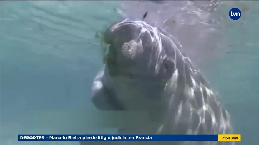 Mundo Verde: Manatiés