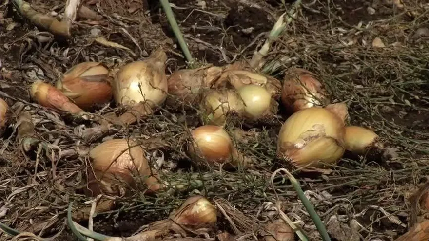 Proponen aumento al precio de la cebolla