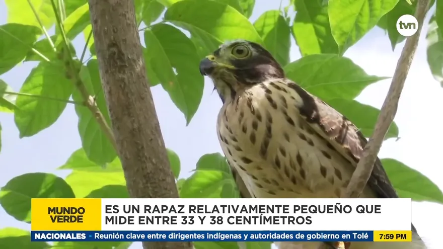 Mundo Verde: Gavilán bidentado