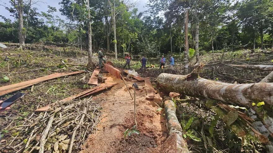 Hallan tala ilegal durante operativo en Las Negritas, Capira.