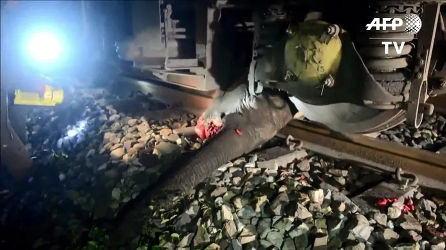 Tren impacta contra elefante en India