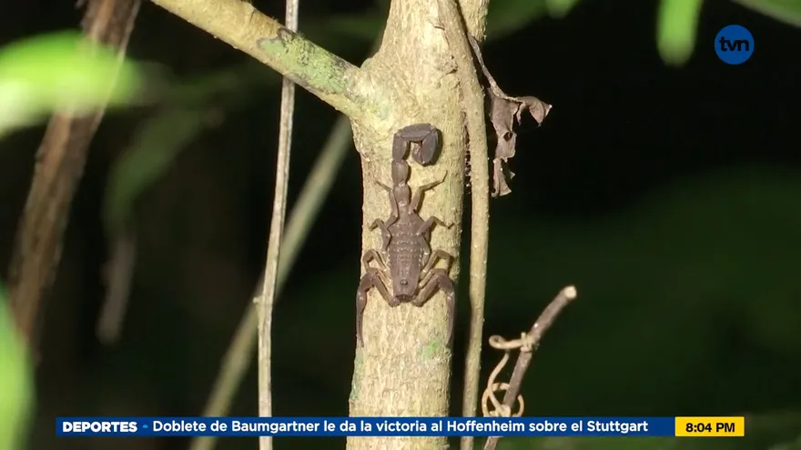 Mundo Verde: Reptiles y anfibios