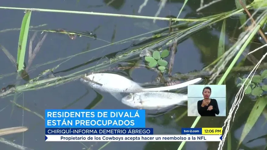 Residentes de una comunidad en Chiriquí, alarmados por mortandad de peces