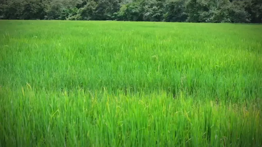 Sembradíos de arroz