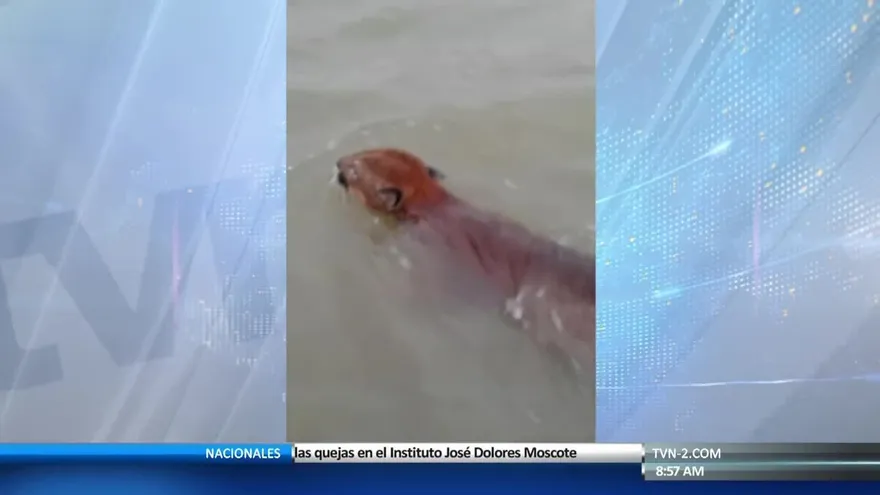 Autoridades intentan salvar a un puma en Darién