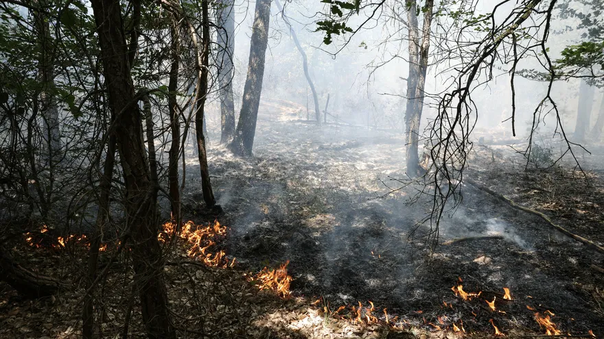 Incendio en el bosque de Fontainebleau, París, Francia