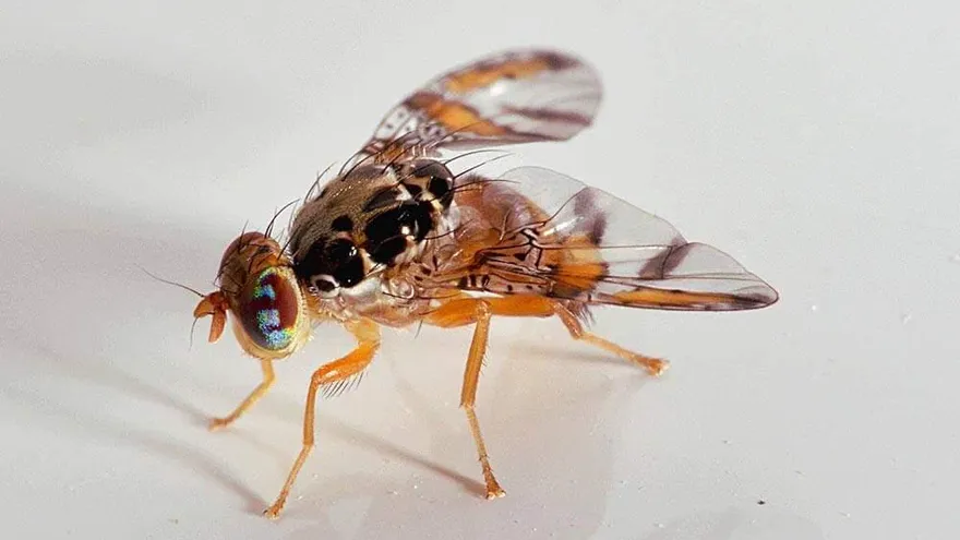 Panamá realizará el próximo 16 de octubre la primera liberación de moscas estériles de Ceratitis capitata, conocida como mosca del Mediterráneo o mosca de la fruta, como parte de una estrategia para reducir las poblaciones de esta plaga en zonas productoras del país.