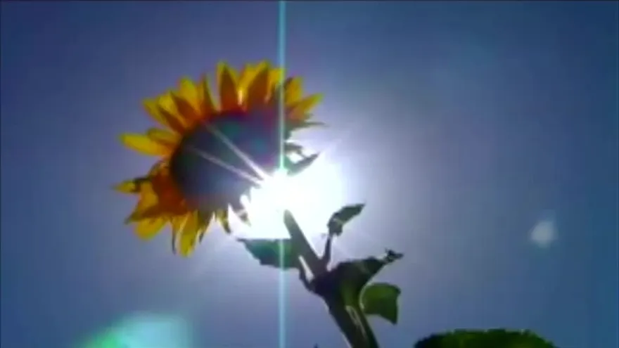 Los beneficios de tener girasol en casa