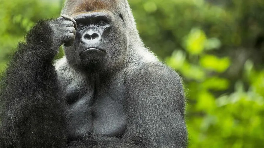 Estos gorilas son difíciles de seguir a pie porque viven en bosques muy densos, por ello se usó una red de cámaras situadas en 36 puntos donde suelen alimentarse