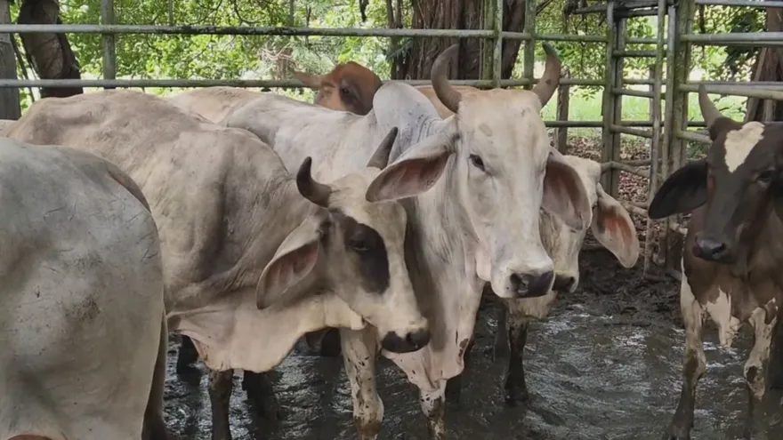 Expertos destacan potencial de mejora genética del ganado panameño.