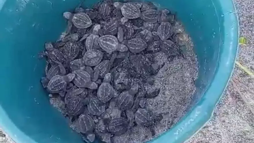 Captura y retención de tortugas marinas recién nacidas en la playa de Punta Chame