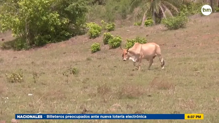 Falta de agua en fincas preocupa a ganaderos