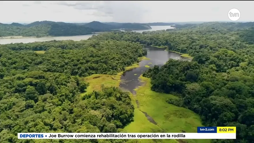 Mundo Verde: Las ciénagas