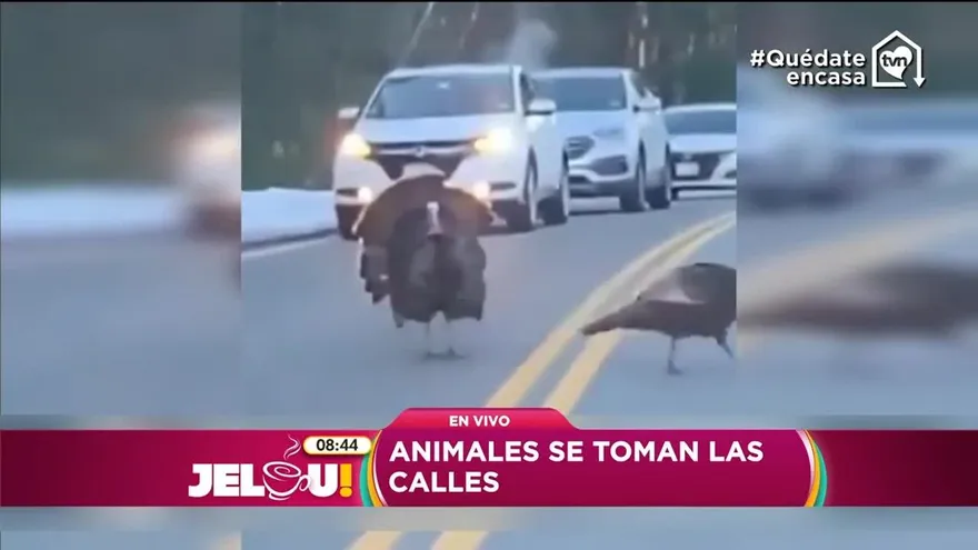 La naturaleza se beneficia de la pandemia del Coronavirus. ¡Mira el reportaje!