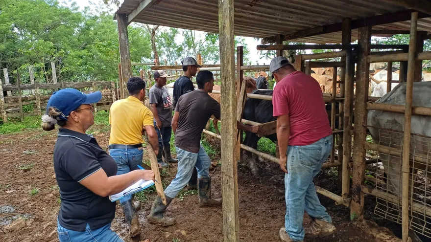 Productores de Panamá Oeste reciben capacitación técnica para mejorar cultivos y ganado