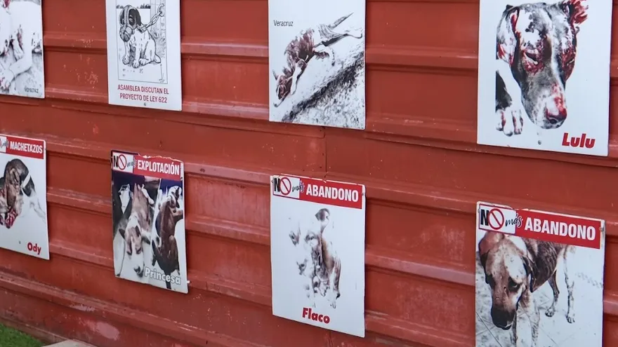 Buscan endurecer penas por maltrato animal con proyecto de ley en la Asamblea
