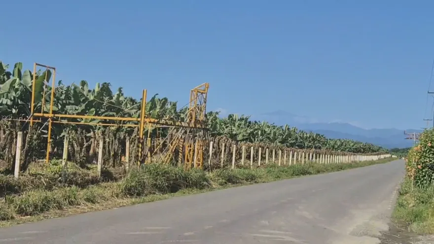Plantación bananera en Bocas del Toro.