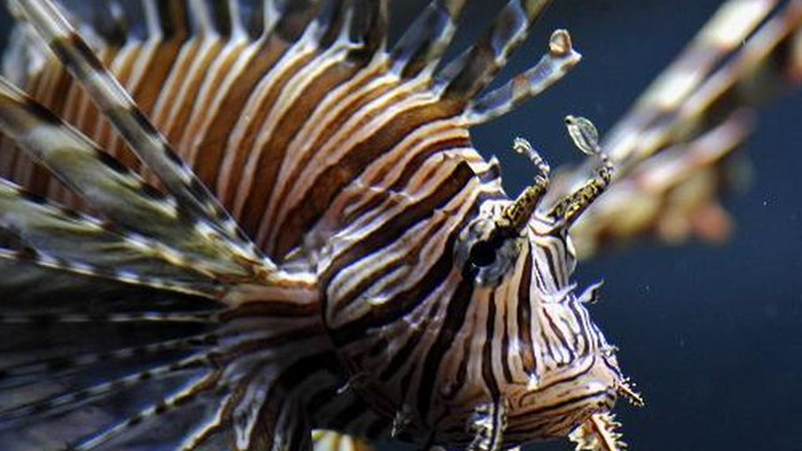 Foto ilustrativa: pez león