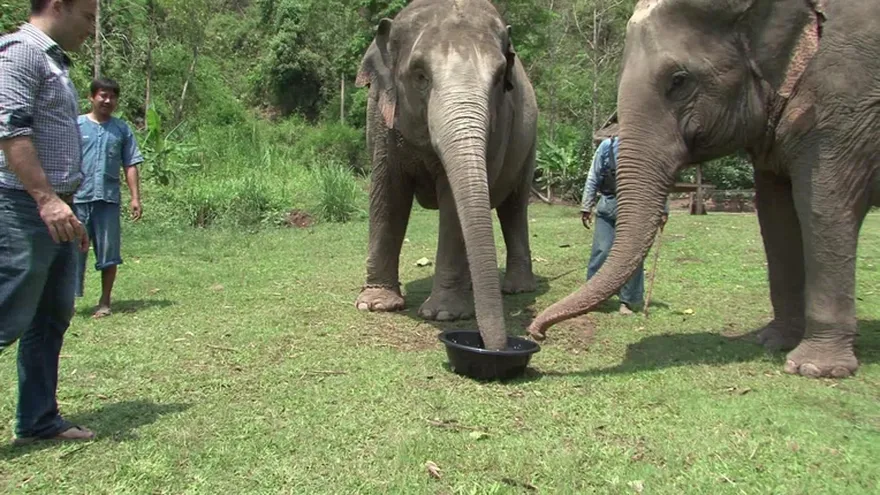 Café de lujo extraído de los excrementos de elefantes