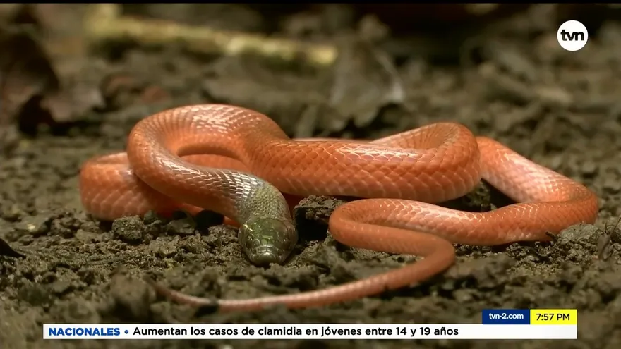 Mundo Verde: La Víbora de Fuego