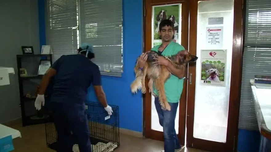 Bañan con agua hirviendo a un perro en Juan Díaz