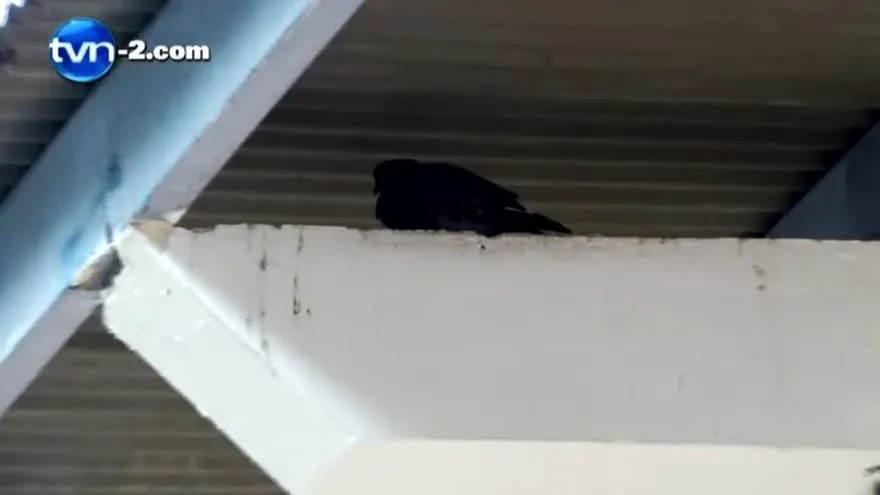 Suspenden clases en escuela por invasión de palomas