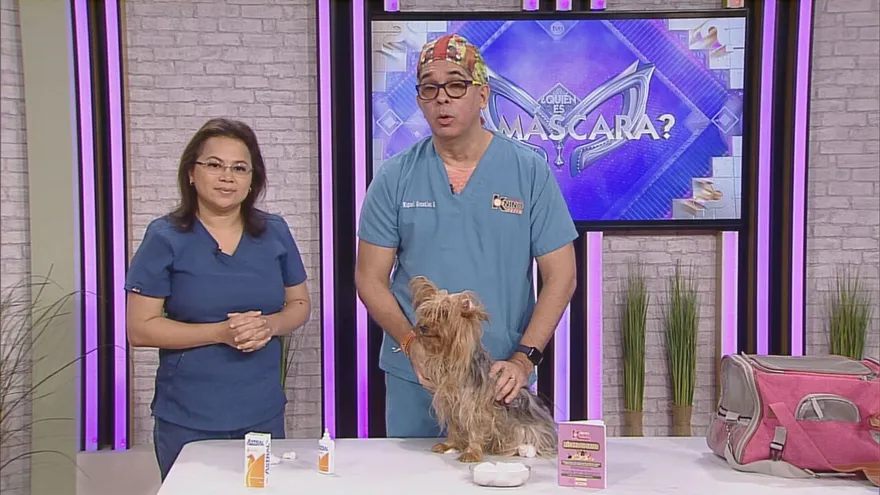 Mascotas: Tío Knino enseña cómo limpiar los oídos de tus mascotas