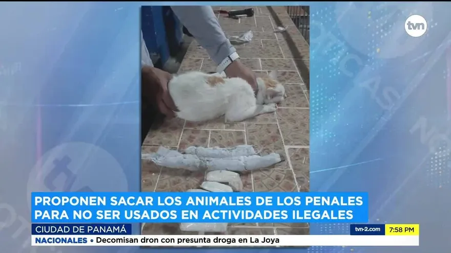 Protectores de animales rechazan su uso en centros penitenciarios