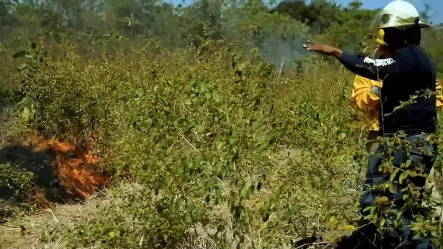 Historias de Emergencia: Incendios forestales en Panamá