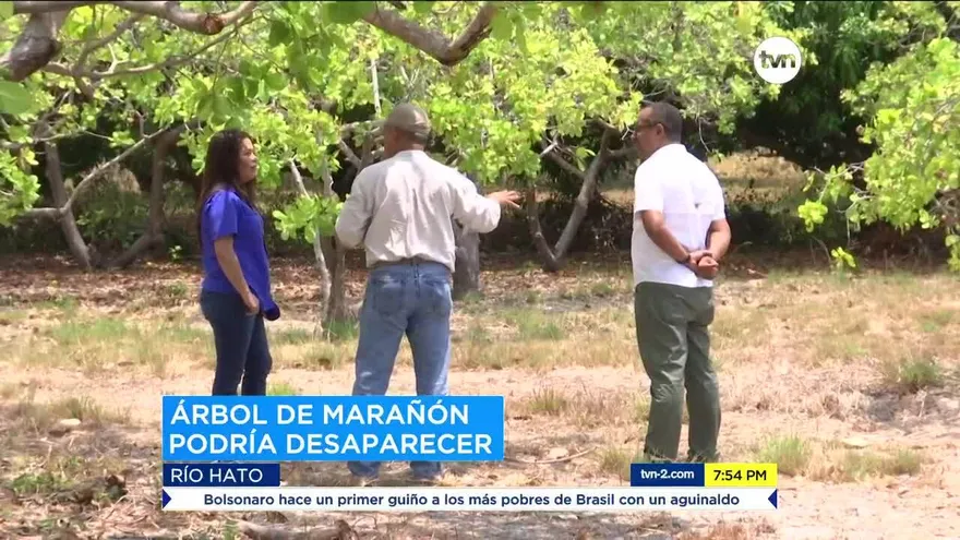 Árboles de marañón están enfermos