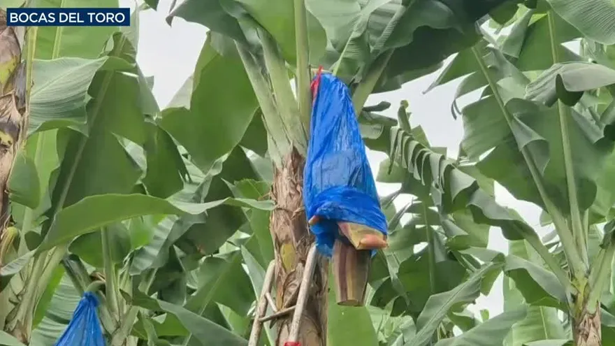 Hurto golpea plantaciones bananeras en Bocas del Toro
